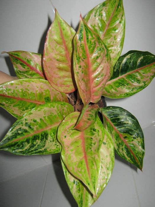 аглаонема филодендрон алоказия домашние декоративно лиственные цветы