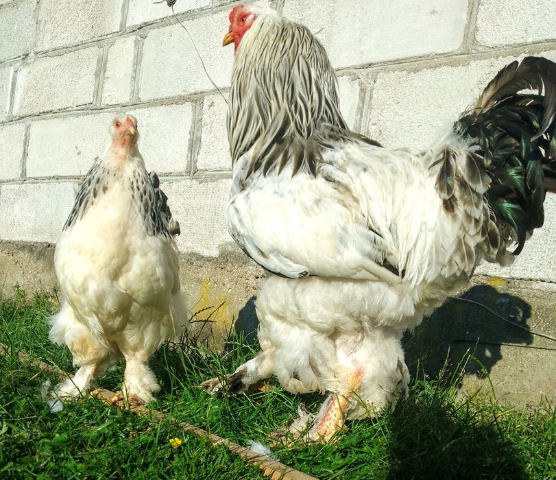 Silki silka czubatka lokowana trójbarwna Brahma kochin sułtan chabo