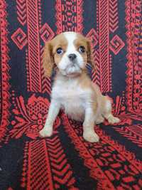 Piesek blenheim Cavalier King Charles Spaniel