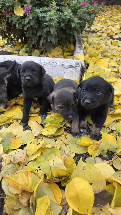 Цуценята в добрі руки