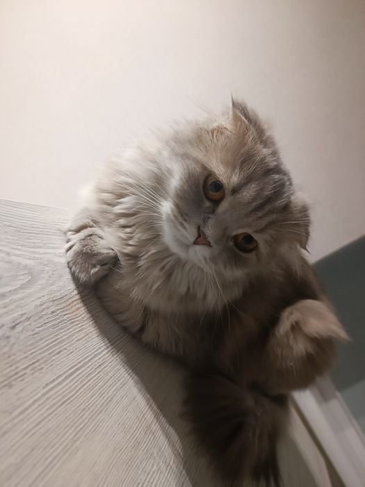 Шукаємо Шотландського принца