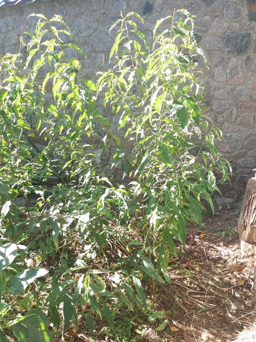 Саженец персика дикий. четырёхлетний. Плодоносит.