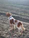 Piesek Spaniel Bretoński (Epagneul Breton)FCI