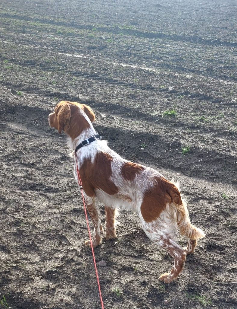 Piesek Spaniel Bretoński (Epagneul Breton)FCI