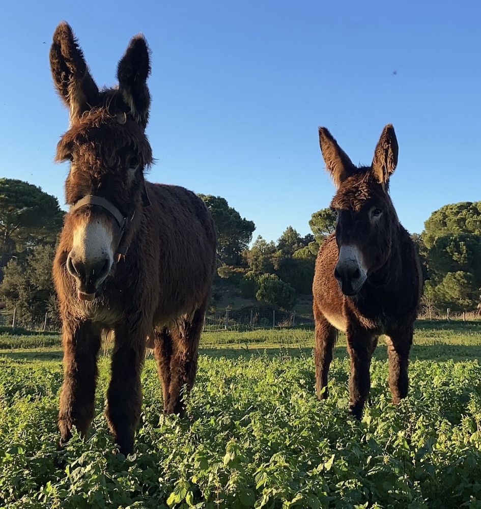 Burros de estimação