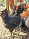 Marans preto cobre  oportunidade !