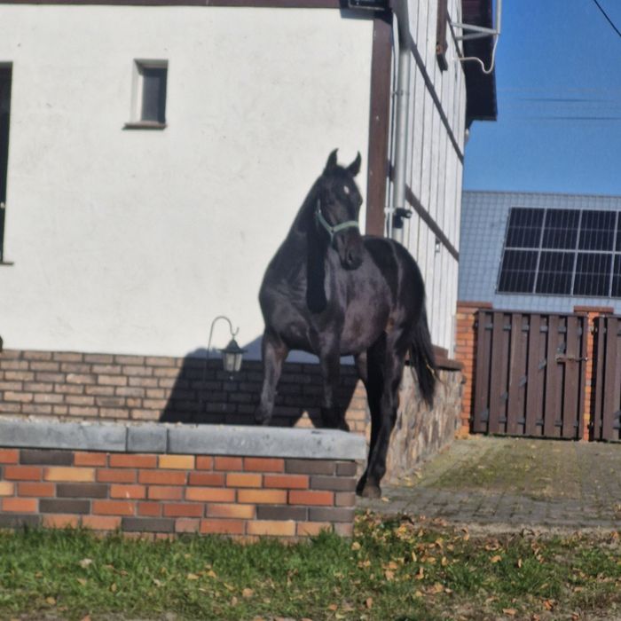 Ogierek wielkopolski