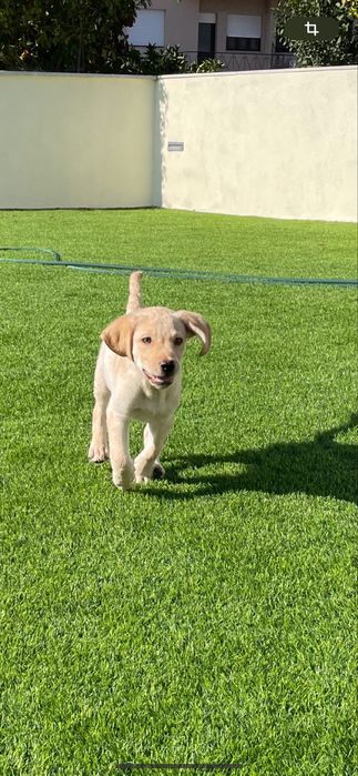 ( RESERVADO ) Labrador macho com 5 mesinhos