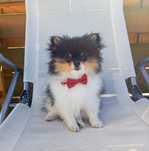Szpic Miniaturowy/ Pomeranian (pies)