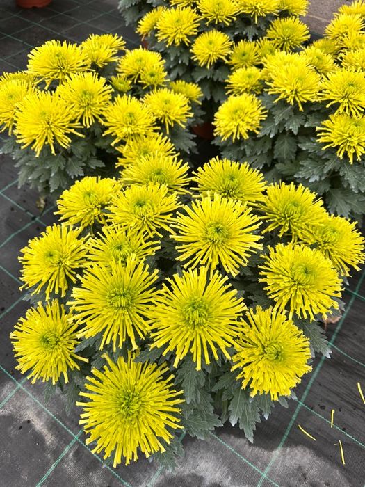 Piękne Chryzantemy duży wybór