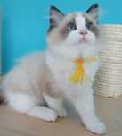Piękny kocurek  Ragdoll