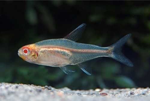 Zwinnik Jarzeniec Albino