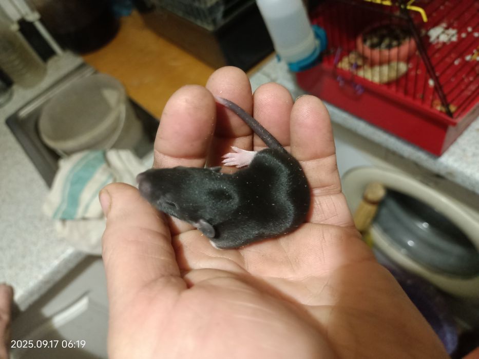 криски ручні Дамбо