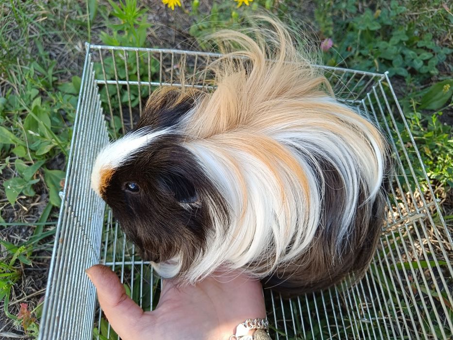 Грызун свинка длинношерстный