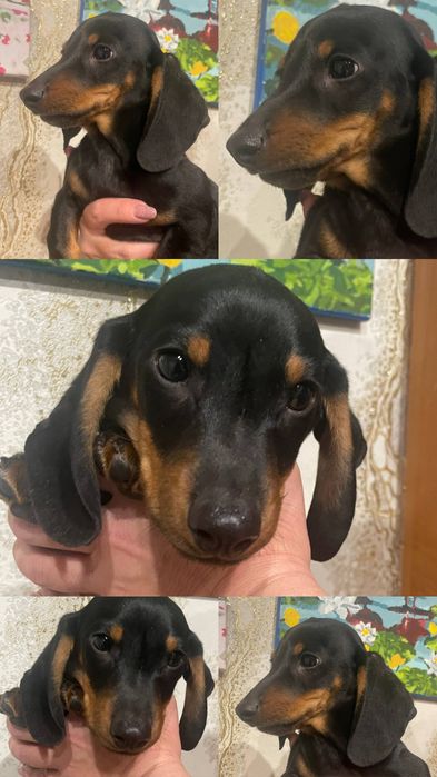 Продам щенков ТАКСА  2мальчика