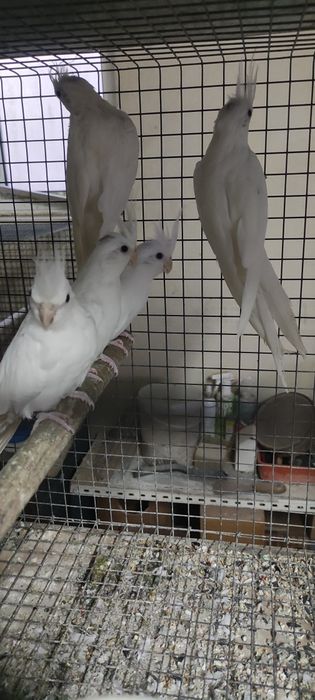 Vendo caturras albinas de 2025 com 6 meses