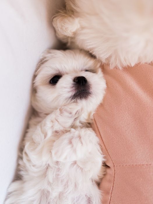 Maltańczyk z rodowodem i chipem / Rezerwacja