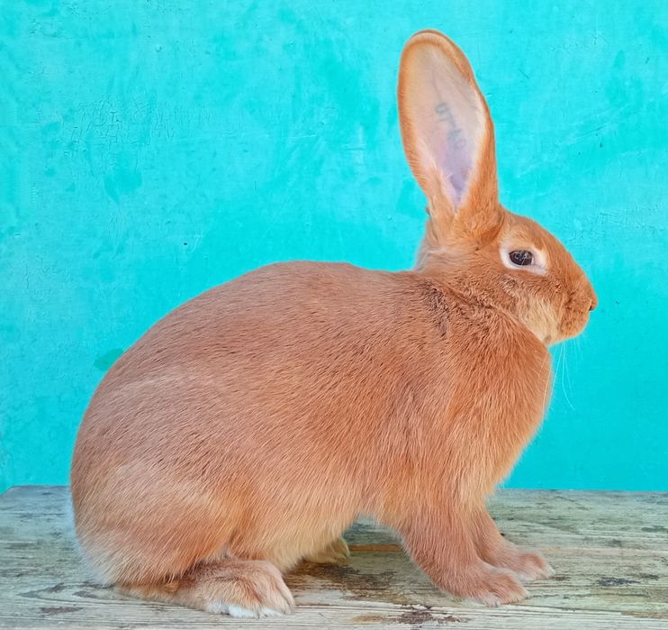 Кролики породи бургундія.