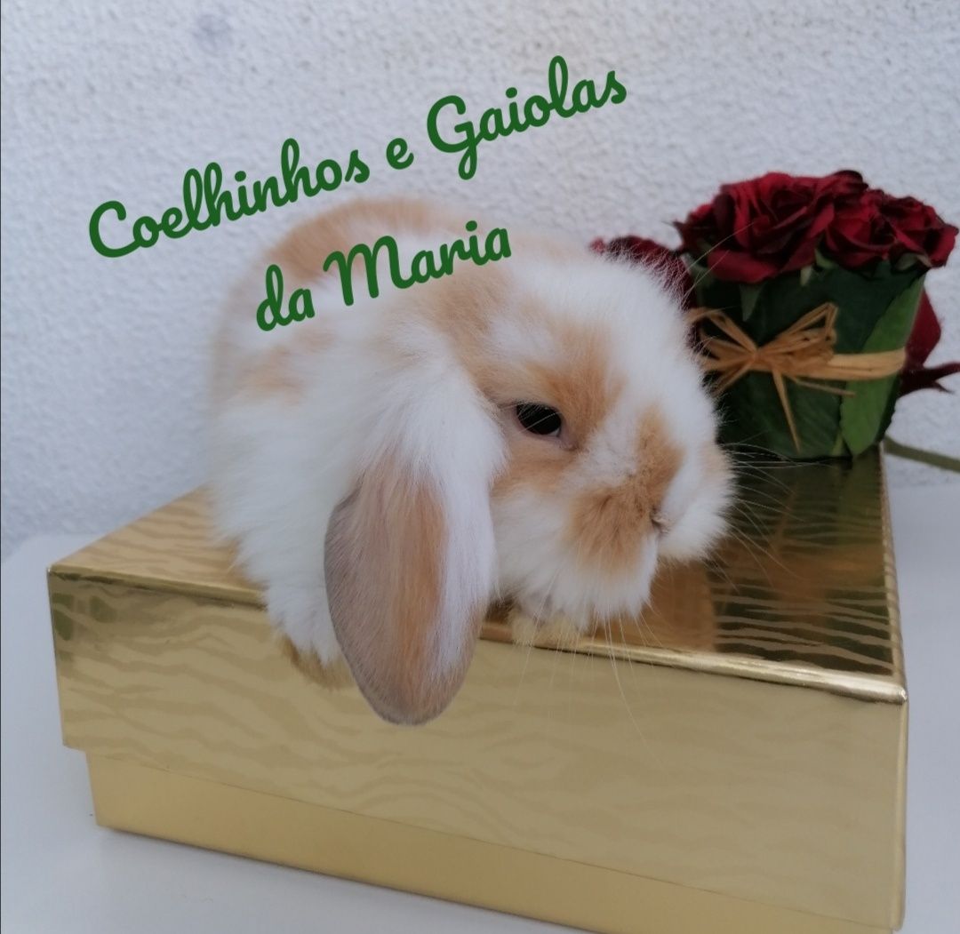 Coelhos Anões Bebés, Mini Toy, Mini Holandêz, Tedy, Mini Lop Belier