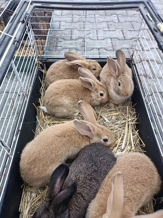 Młode kroliki mieszane