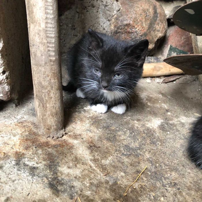 Oddam kotki w dobre ręce_Przerośl_okolice Suwałk