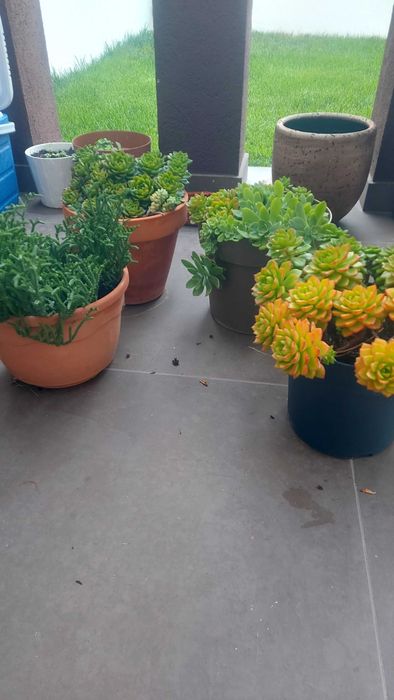 Suculentas 4 vasos com 30 cm aproximadamente. 9 eur cada