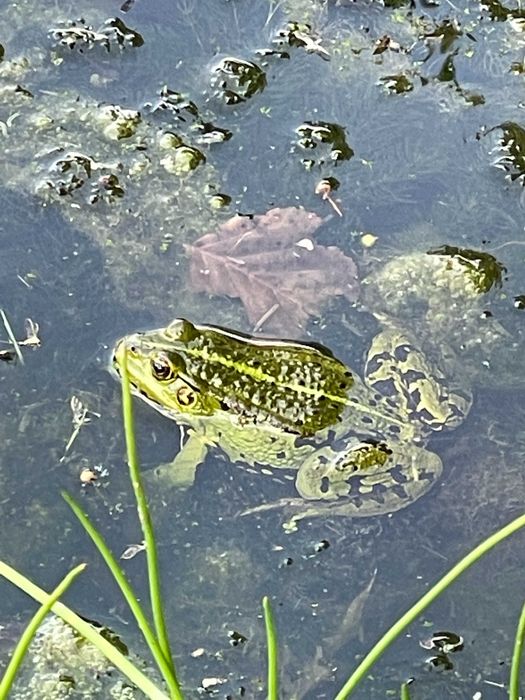 Biologia - pomoc w nauce, przygotowanie do szkoły/egzaminów