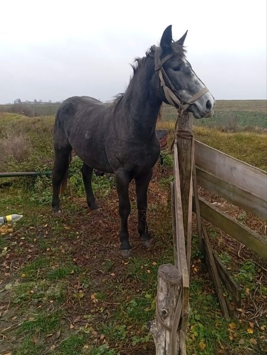 Продам велику кобилу