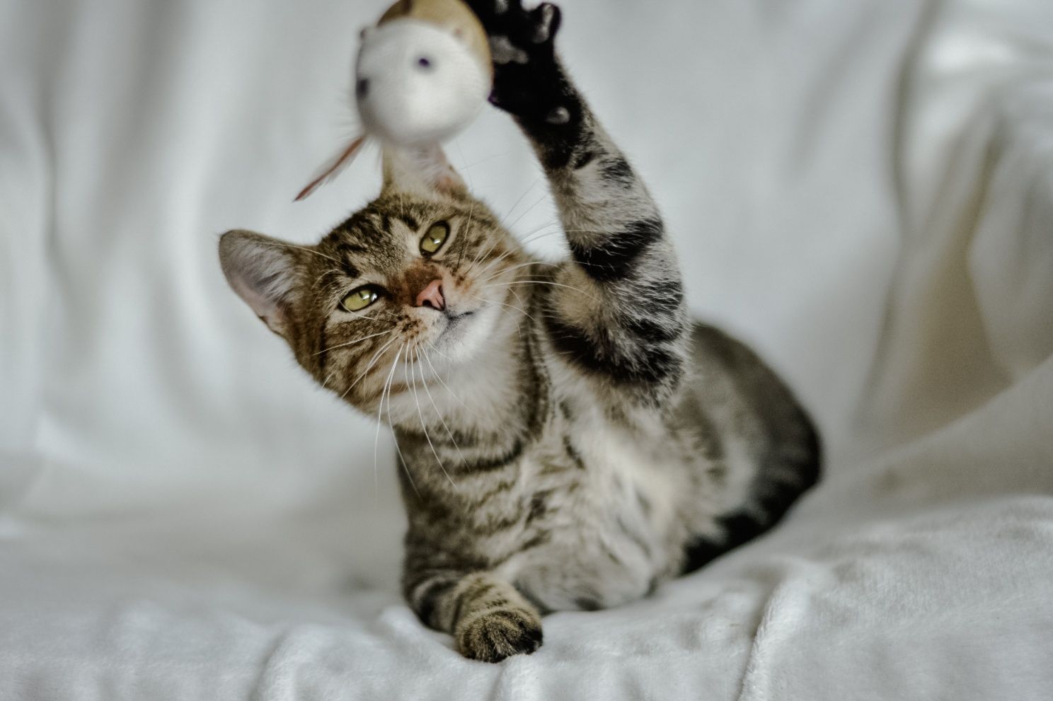 Timon prosi o dom!
