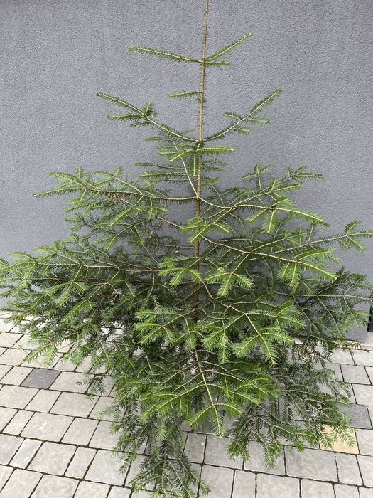 Ялинки новорічні живі в горщику