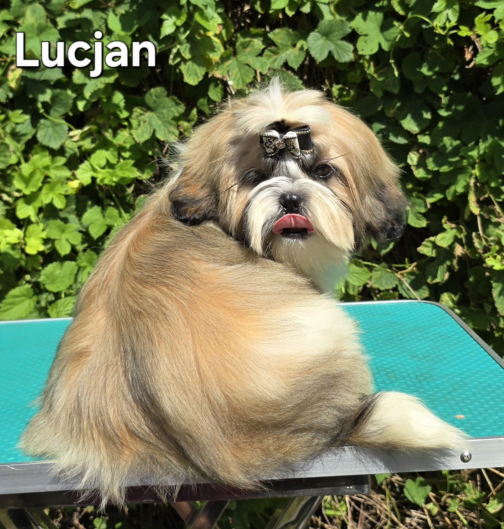 Piesek Shih tzu ZKWP