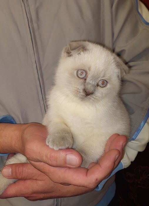 Чистокровная Шотландская вислоухая Девочка .