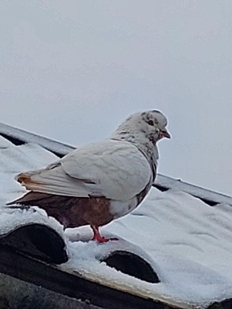 Gołębie Kingi King bardzo ładna budowa