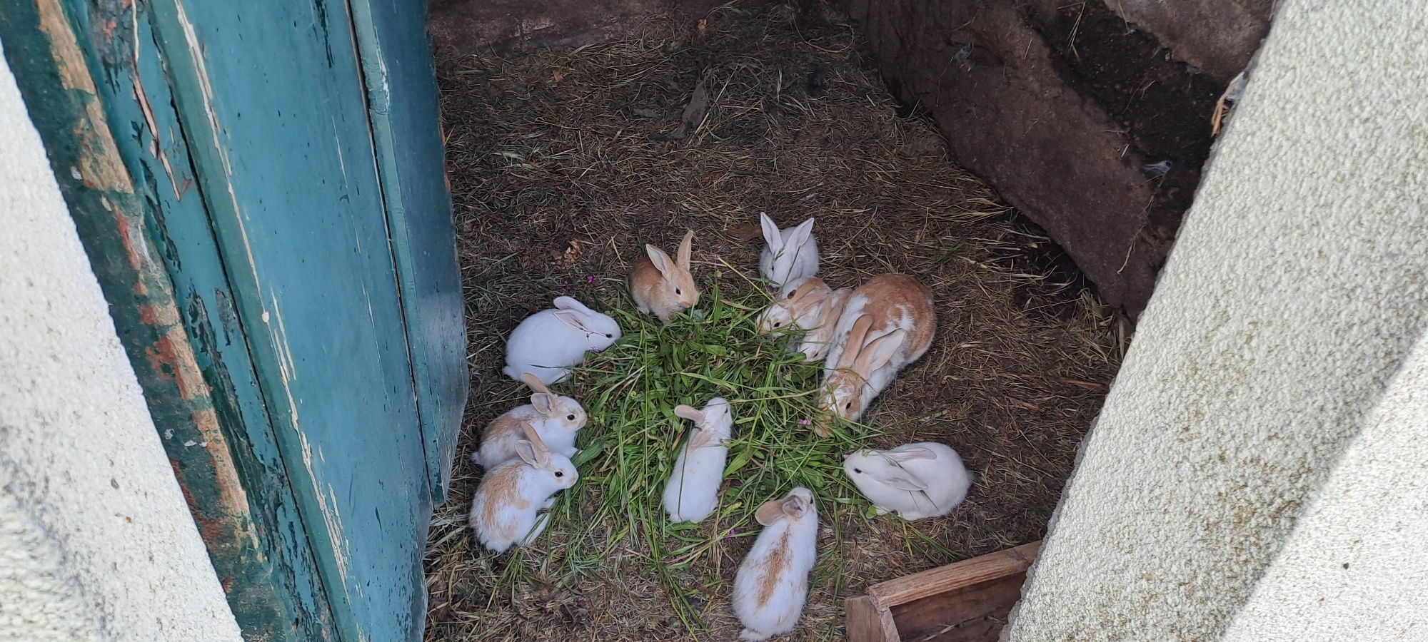 Coelhos para cozinhar ou reprodução