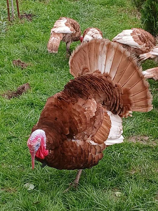 Indyki domowe 1.5 roku