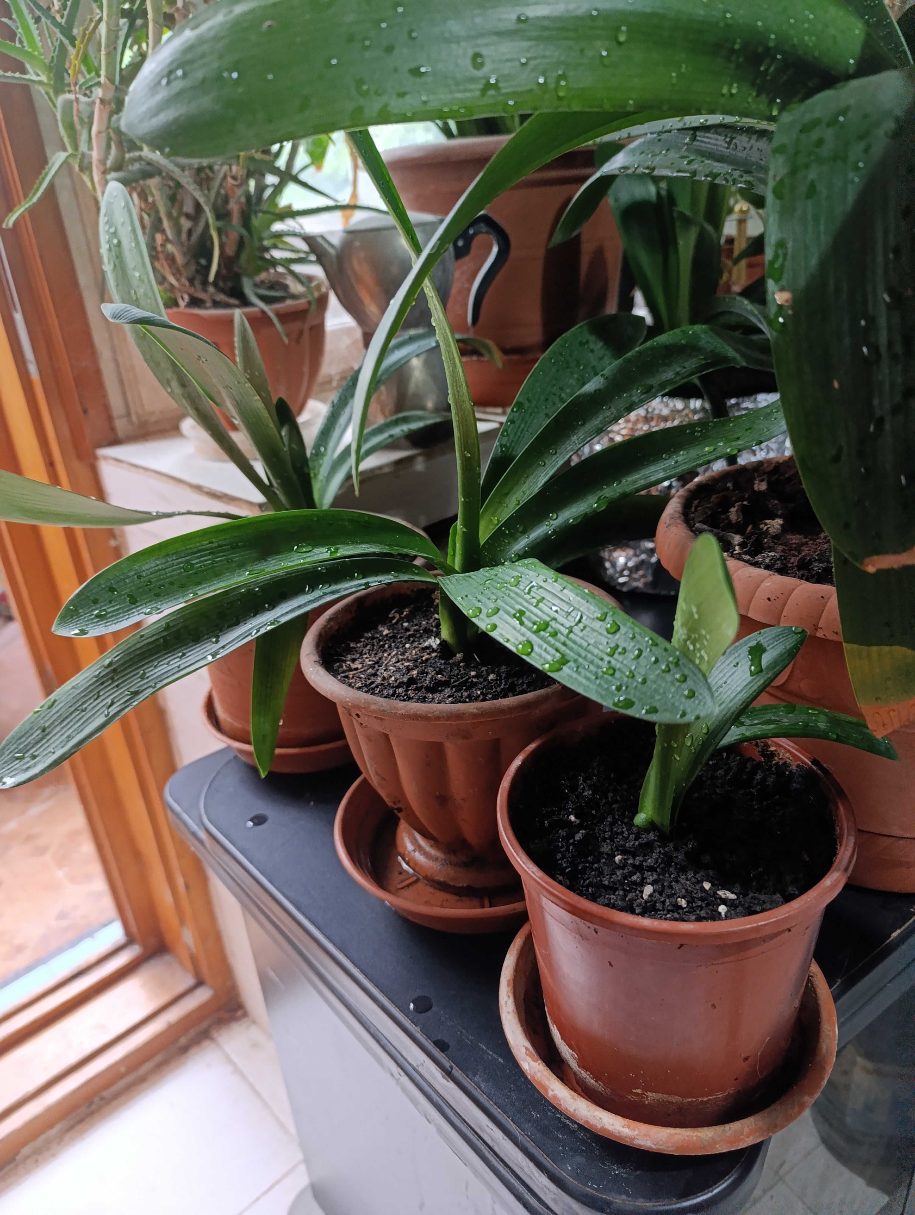 Вазон Clivia Кливия