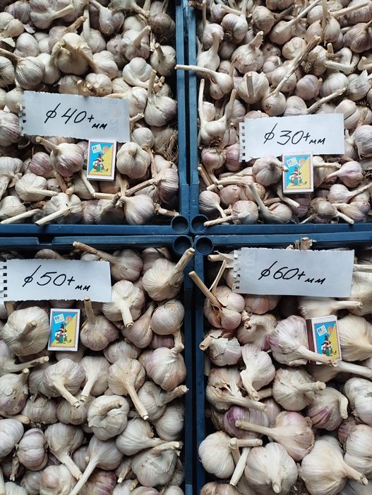 Часник посадковий Любаша ПЕРША репродукція