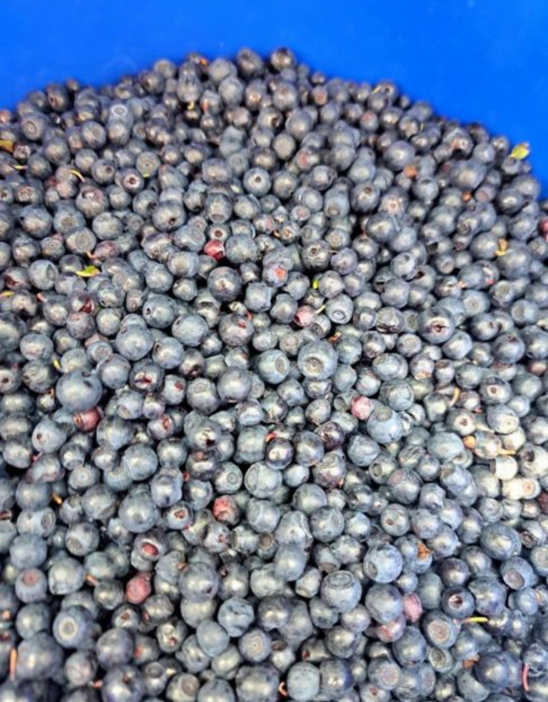 Sprzedam jagody leśne zawsze świeże cena 28zł za litr