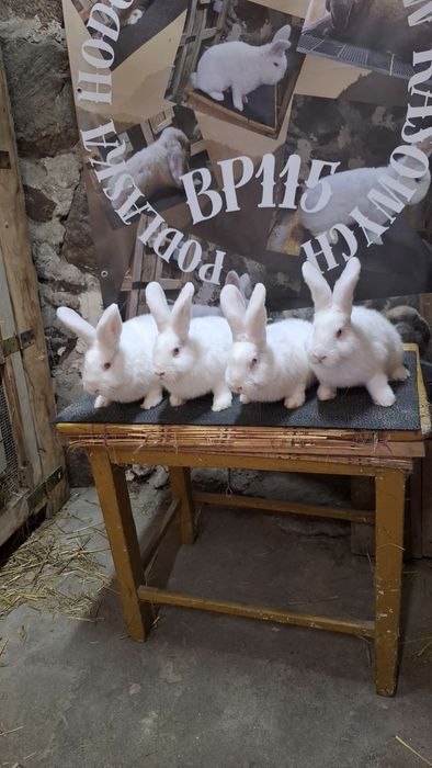 Likwidacja hodowli nowozelandzkich bialych