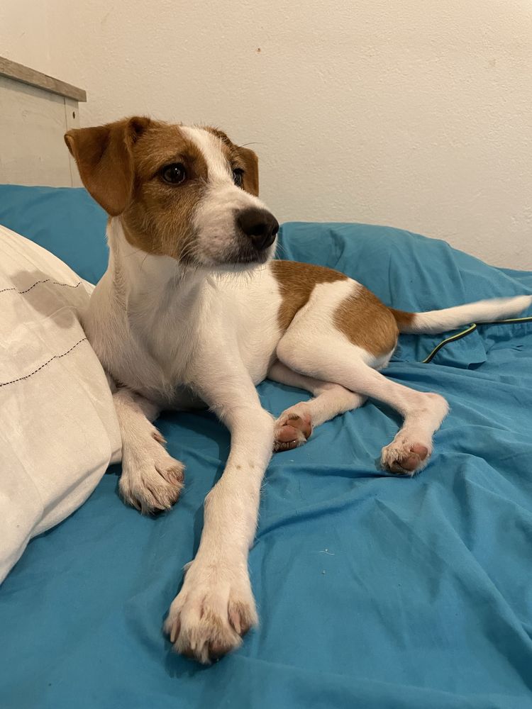 Cão para adoção responsável