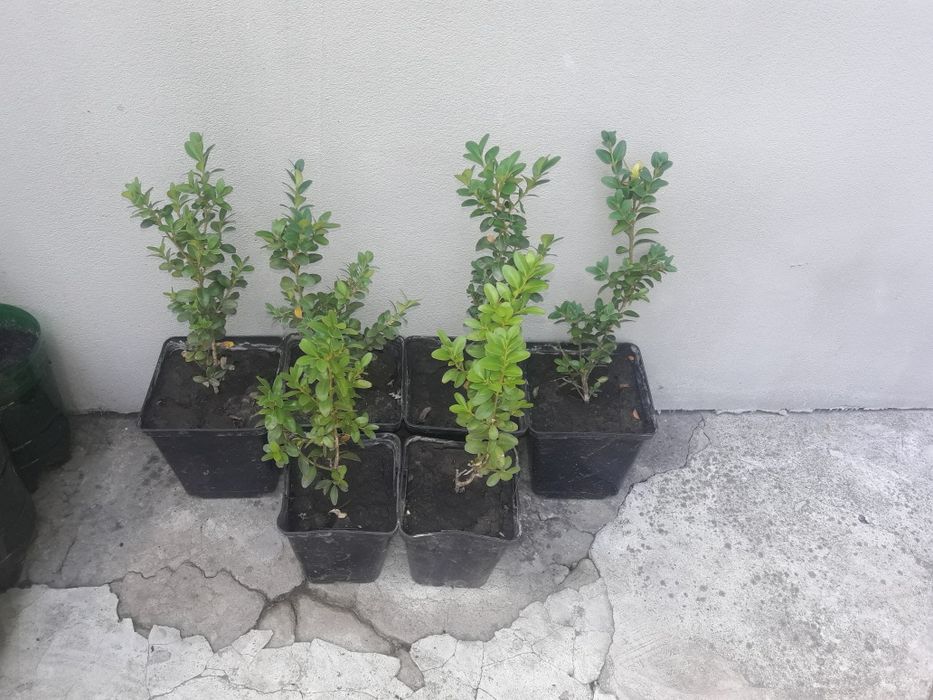 Продам самшит в горшках