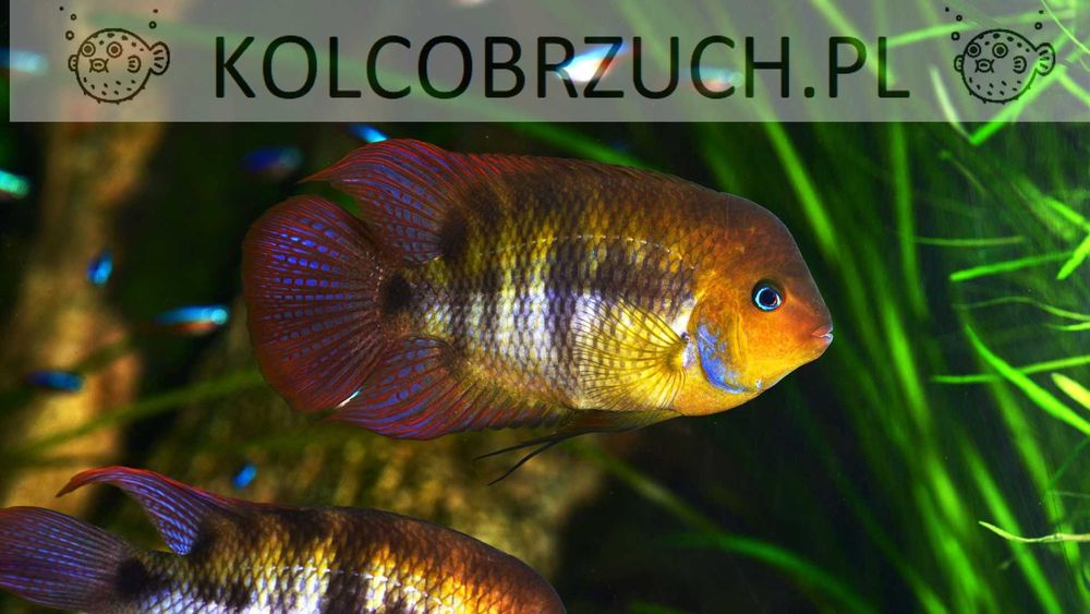 Pielęgnica Sajica - Amatitlania sajica - Cryptoheros - dowóz, wysyłka