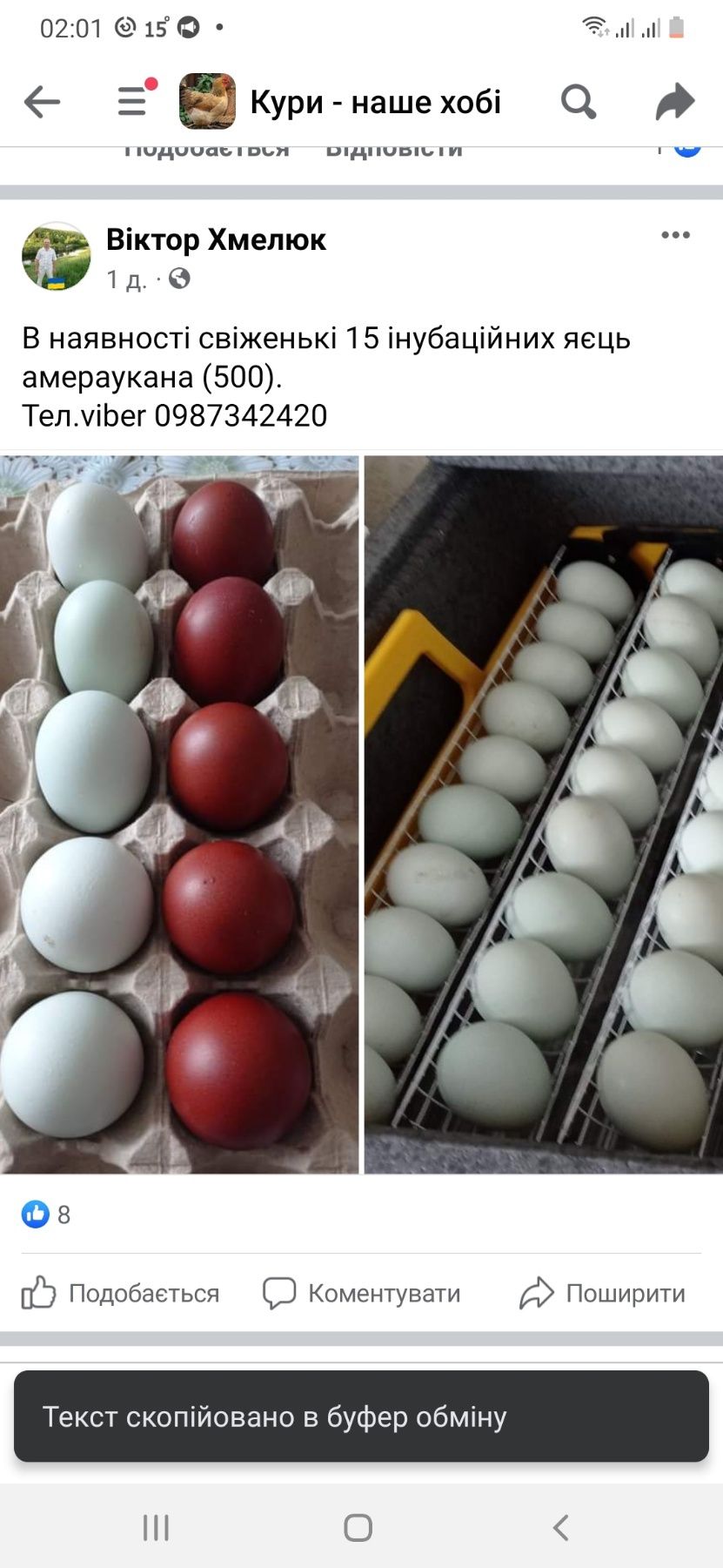 Маран, інкубаційні яйця
