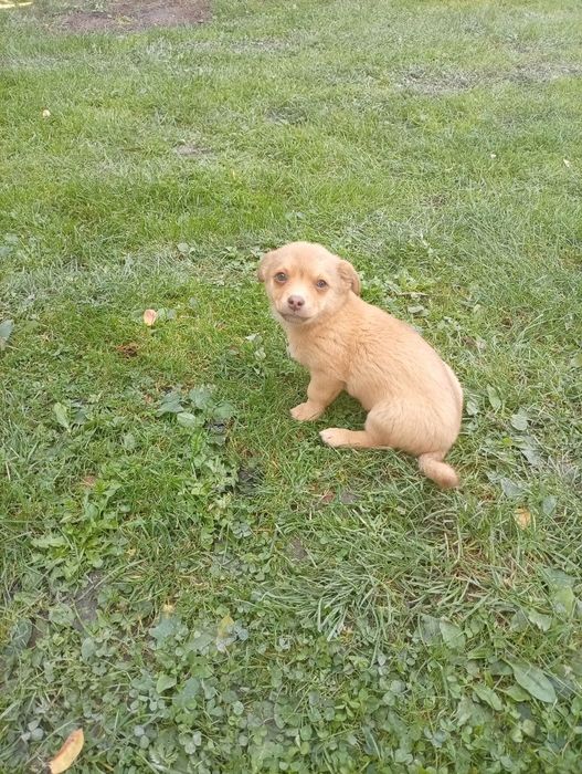 Oddam za darmo w dobre ręce..