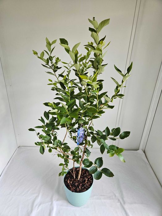 Borówka amerykańska XXL Toro 130cm C7 – krzew owocowy + nawóz gratis
