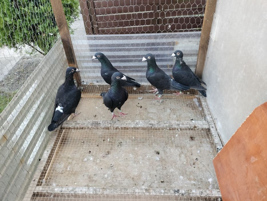 Gołębie staropolskie