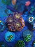 Frags zoas corais agua salgada