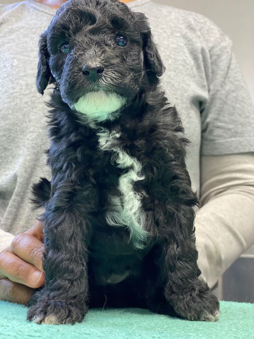 Lindo bebê de poodle médio procura novo dono!!!