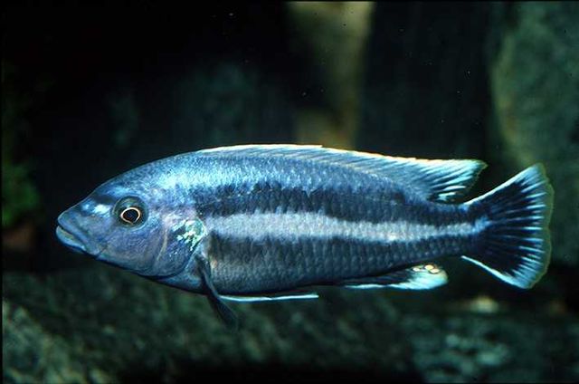 Pyszczak Melanochromis Chipokae -3,5cm. odbior/ wysylka