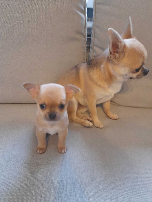 Маленьке щастячко шукає відповідальних батьків